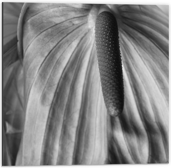 Dibond - Lelie met Groot Blad (zwart/wit) - 50x50cm Foto op Aluminium (Wanddecoratie van metaal)