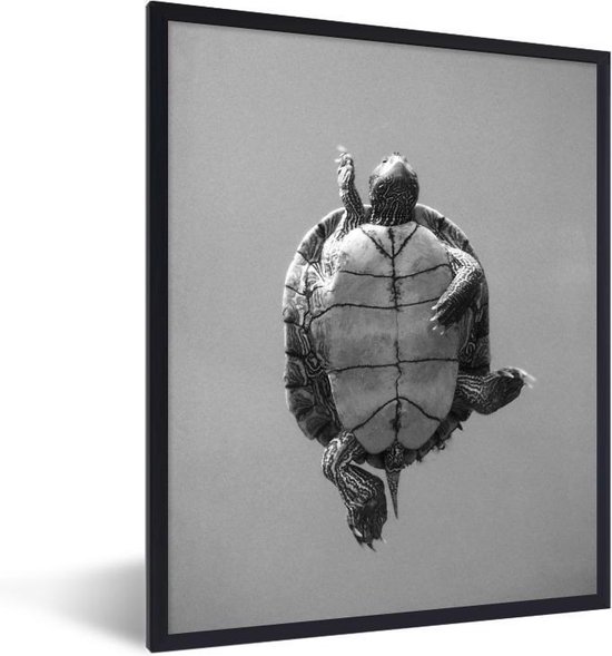 Poster met lijst Schildpadden in zwart wit Schildpad van de