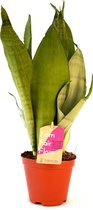 Kamerplant van Botanicly – Vrouwentongen – Hoogte: 40 cm – Sansevieria trif. Moonshine