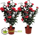 Plant in a Box - Camellia Japonica - Set van 2 - Winterhard - Japanse Roos - Tuinplant - Pot 19cm - Hoogte 60-70cm