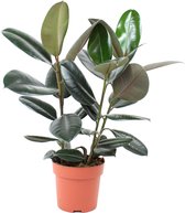 Ficus El Abidjan (Rubberplant) - Hoogte ↕65 cm | in Kwekerspot ⌀19 cm