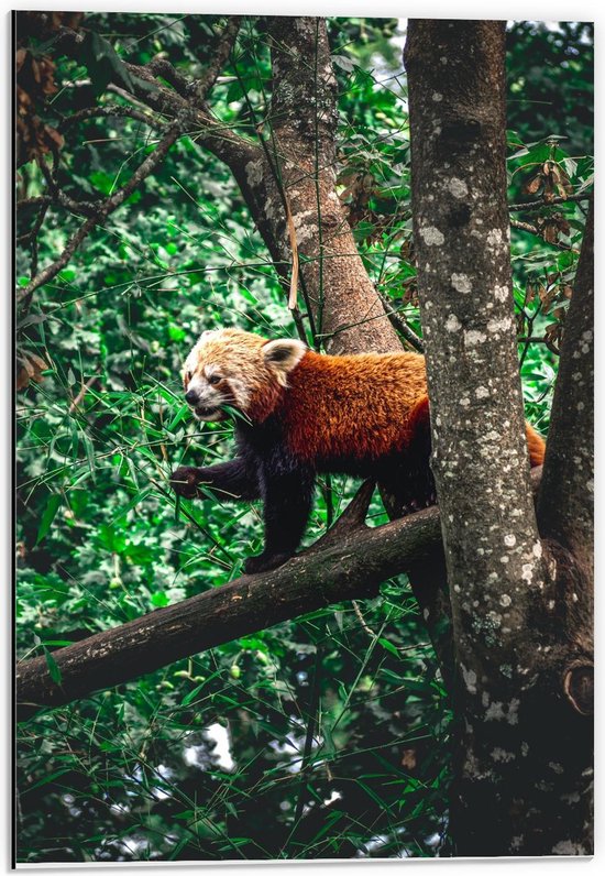 Dibond - Rode Panda in de Bomen - 40x60cm Foto op Aluminium (Wanddecoratie van metaal)