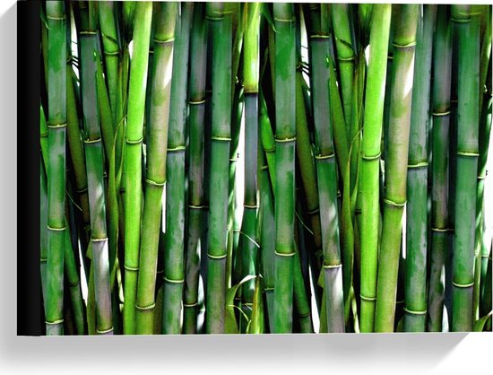 Canvas  - heel veel Bamboe  - 40x30cm Foto op Canvas Schilderij (Wanddecoratie op Canvas)