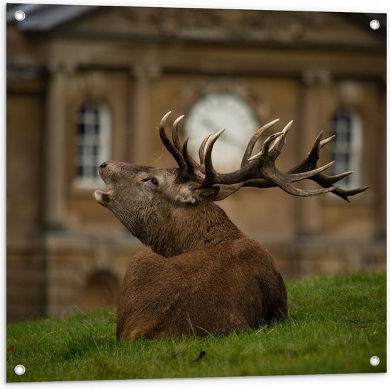 Tuinposter – Eland met Gewei voor Gebouw - 80x80cm Foto op Tuinposter  (wanddecoratie voor buiten en binnen)