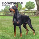 Dobermans - Dobermänner 2021 - 18-Monatskalender mit freier DogDays-App