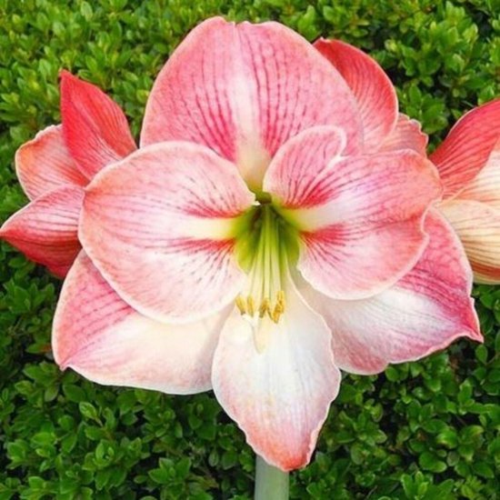 Close-up van een grote roze amaryllisbloem met witte randen, strepen en een groen centrum, tegen een achtergrond van groene bladeren.