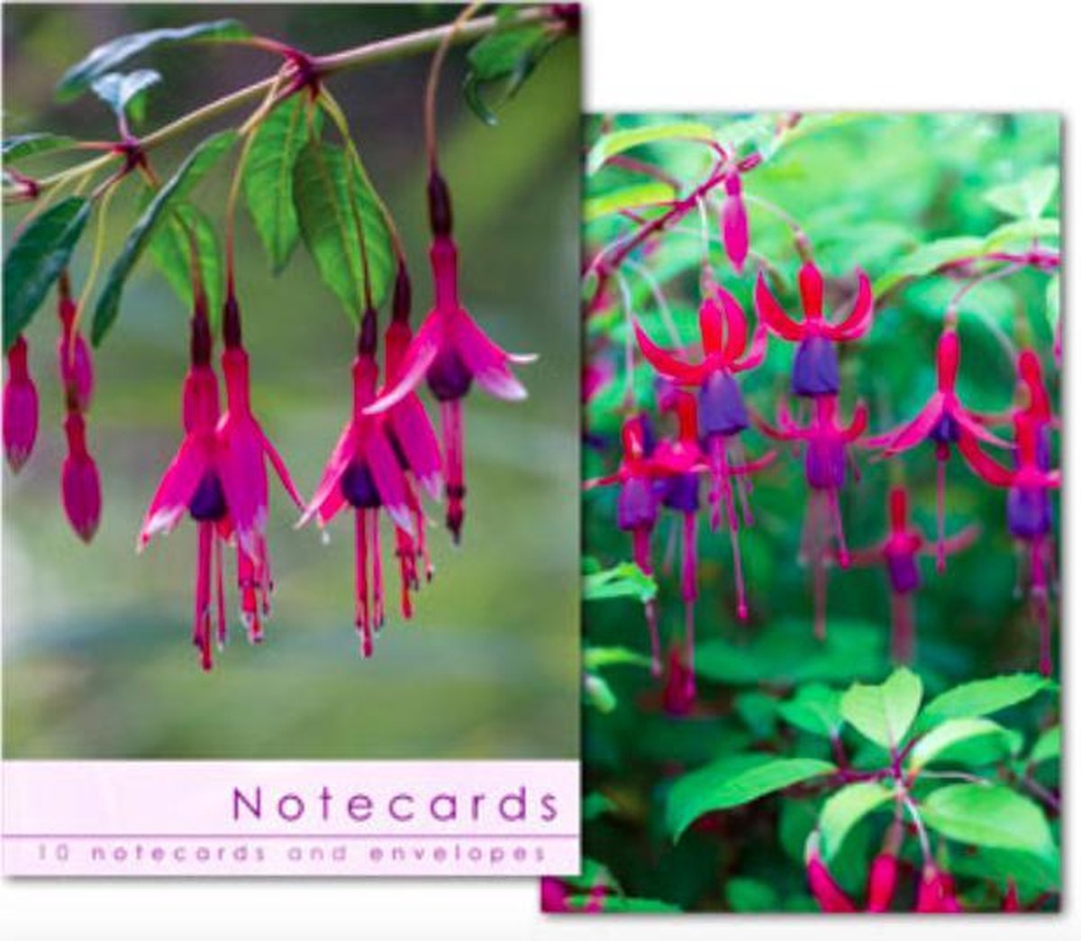 Leonard Smith Notecards ~ Kaartenmapje Fuschia
