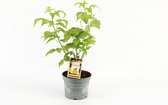 Compacte fruitplant - Rubus idaeus 'Good as Gold'® - Gele Framboos - hoogte 30-40 cm