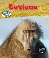 Dieren in beeld  -   Baviaan