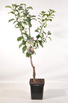 Patio Pruimenboom - Prunus domestica 'Victoria' - Fruitboom – hoogte 90 - 100 cm