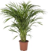Areca / Dypsis Volle Palm - met handige pot