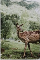 Poster – Zoogdier op Grasveld met Bomen - 80x120cm Foto op Posterpapier