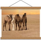 Schoolplaat – Vier Kamelen op een Rij - 40x30cm Foto op Textielposter (Wanddecoratie op Schoolplaat)