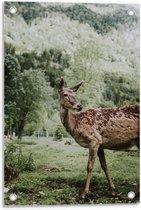 Tuinposter – Zoogdier op Grasveld met Bomen - 40x60cm Foto op Tuinposter  (wanddecoratie voor buiten en binnen)