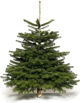 Echte Nordmann kerstboom 50-80 cm hoog - Children’s Christmas Tree - verpakt in dubbel net - gezaagd