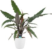 Kamerplant van Botanicly – Olifantsoor incl. sierpot wit als set – Hoogte: 70 cm – Alocasia Lauterbachiana