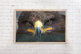 Kimano Poster - Roofvogel - 91.5 X 61 Cm - Bruin