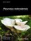1 -  Pleurotus Nebrodensis: A Very Special Mushroom