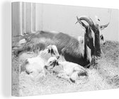 Famille de chèvres dans l'étable toile 2cm 60x40 cm - Tirage photo sur toile (Décoration murale salon / chambre) / Animaux de la ferme Peintures sur toile