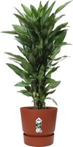 Hellogreen Kamerplant - Dracaena Drakenbloedboom Janet Lind - ↕ 100 cm - Elho Greenville bruin