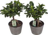 Hellogreen Kamerplanten - Set van 2 - Ficus Gin Seng - ↕ 45 cm - Wyberline Grijs