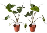 Hellogreen Kamerplanten - Set van 2 - Alocasia Stingray - ↕ 45 cm