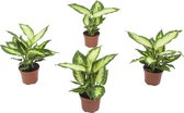 Hellogreen Kamerplanten - Set van 4 - Dieffenbachia Camilla - 30 cm