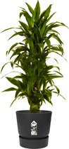 Hellogreen Kamerplant - Dracaena Drakenbloedboom Janet Craig - ↕ 120 cm - Elho Greenville zwart