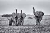 Happy elephants 180 x 120  - Dibond