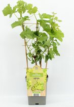 Fruitplant - Vitis vinifera 'Muscat White' (Witte druif) op rek - hoogte 70 / 80 cm