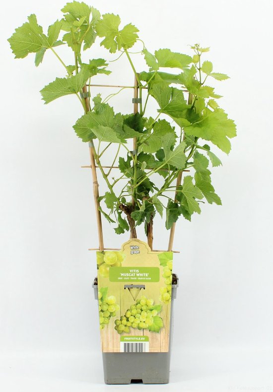 Witte druivenplant 'Muscat White' met groene bladeren en druiven, op een rek. Label met 'Vitis Muscat White'.