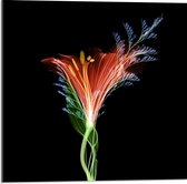 Acrylglas - Rode Bloem met Zwarte Achtergrond - 50x50cm Foto op Acrylglas (Wanddecoratie op Acrylglas)
