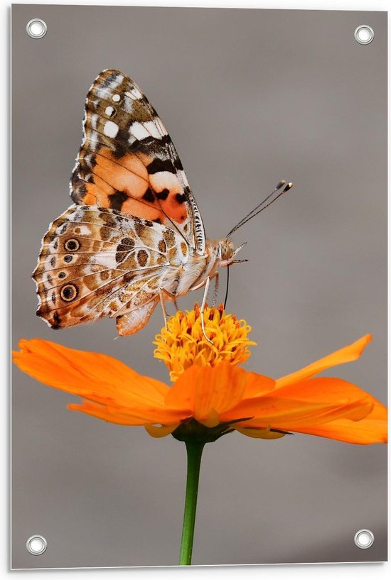 Tuinposter – Bruin met Wit en Oranje Vlinder op een Oranje Bloem - 40x60cm Foto op Tuinposter  (wanddecoratie voor buiten en binnen)