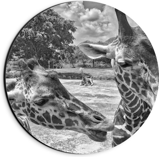 Dibond Wandcirkel - Giraffen Hoofdjes (Zwart Wit) - 20x20cm Foto op Aluminium Wandcirkel (met ophangsysteem)