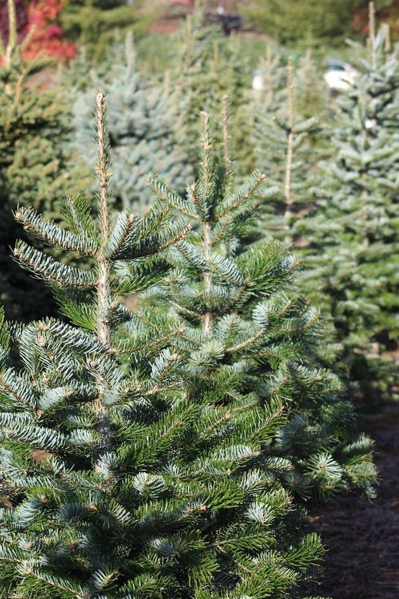 Blauw spar Nordmann Kerstboom gezaagd 160170 cm Mooie kerstboom