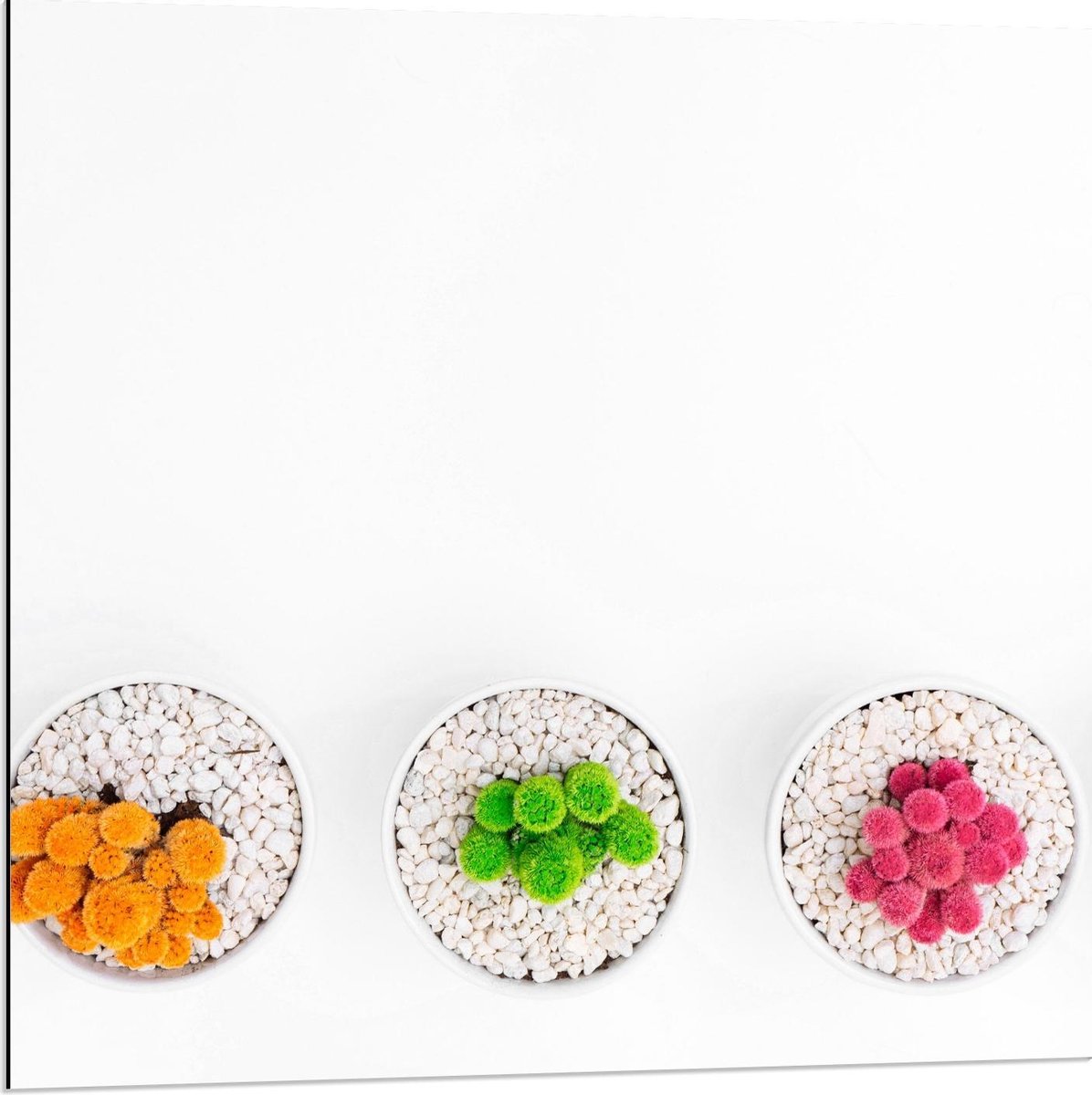 Dibond - Gekleurde Cactuspotjes - 80x80cm Foto op Aluminium (Met Ophangsysteem)