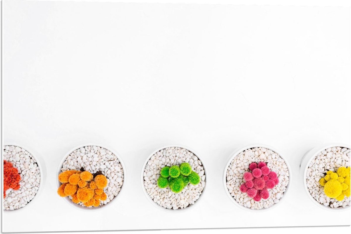 Forex - Gekleurde Cactuspotjes - 90x60cm Foto op Forex