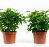 (set van 4) Ficus Green Kinky - kamerplant