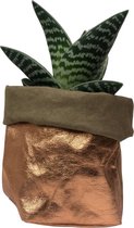 de Zaktus - Aloë Variegata - vetplant - paperbag brons - maat M