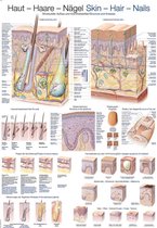 Het menselijk lichaam - anatomie poster huid, haar en nagels (papier, 50x70 cm) + ophangsysteem