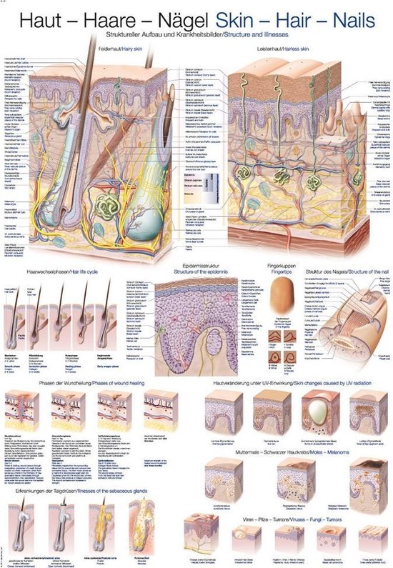 Het menselijk lichaam - anatomie poster huid, haar en nagels (papier, 50x70 cm) + ophangsysteem