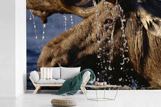 Papier peint photo vinyle - Gros plan d'un orignal dans l'eau largeur 390 cm x hauteur 260 cm - Tirage photo sur papier peint (disponible en 7 tailles)