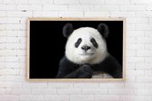 Poster Reuzepanda, zwarte achtergrond, Panda 91.5x61 cm