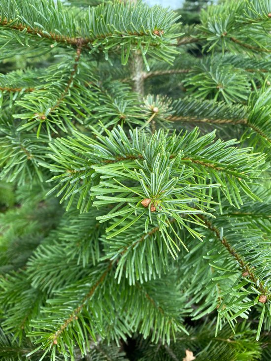 Nordmann Kerstboom 100cm zonder kluit / met gat voor standaard bol