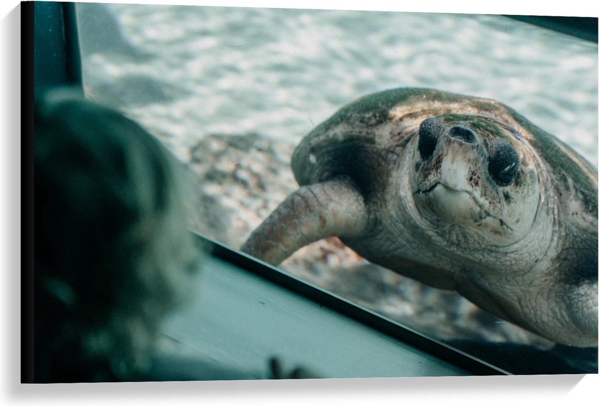 Canvas - Schildpad in Aquarium - 90x60cm Foto op Canvas Schilderij (Wanddecoratie op Canvas)