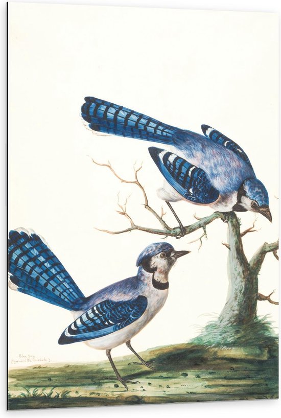 Dibond - Twee Blauwe Vogels bij Boom - Foto op Aluminium (Wanddecoratie van metaal)