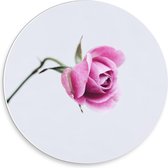Forex Wandcirkel - Roze Roosje met Witte Achtergrond - 30x30cm Foto op Wandcirkel (met ophangsysteem)