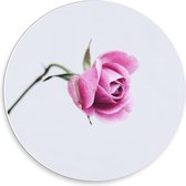 Forex Wandcirkel - Roze Roosje met Witte Achtergrond - 30x30cm Foto op Wandcirkel (met ophangsysteem)