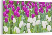 Schilderij - Tulpen in zonlicht — 90x60 cm