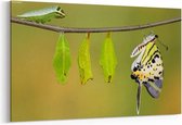 Schilderij - Vlinder levenscyclus — 90x60 cm